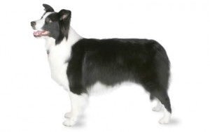 Border Collie DNA Health Panel - The Pet Genetics Lab