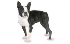 Boston Terrier DNA Health Panel - The Pet Genetics Lab