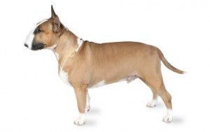 Bull Terrier / Miniature Bull Terrier DNA Health Panel - The Pet Genetics Lab