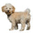 Foresight Health® Cavapoo