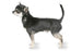 Foresight Health® Chihuahua