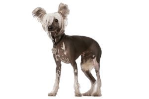 Chinese Crested DNA Health Panel - The Pet Genetics Lab