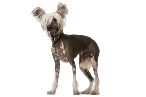 Foresight Health® Chinese Crested