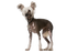Foresight Health® Chinese Crested