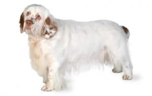 Clumber Spaniel DNA Health Panel - The Pet Genetics Lab