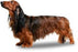 Foresight Health® Miniature Long Haired Dachshund