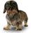 Foresight Health® Miniature Wire-Haired Dachshund