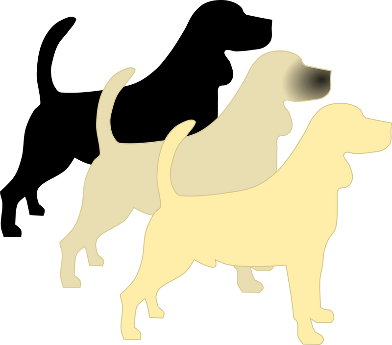 E - Locus (yellow) and Em - Locus (mask) - The Pet Genetics Lab