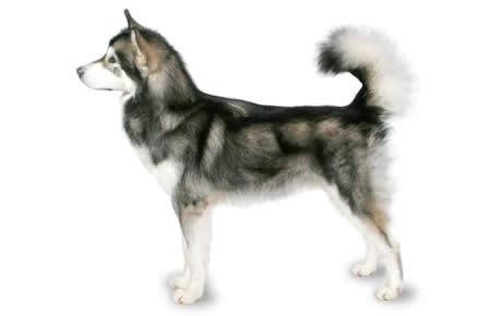 Alaskan Malamute