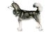 Foresight Health® Alaskan Malamute
