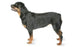 Foresight Health® Rottweiler