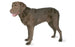 Foresight Health® Chesapeake Bay Retriever