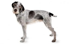 Foresight Health® German Wirehaired Pointer