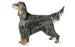 Foresight Health® Gordon Setter