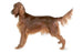 Foresight Health® Irish Setter