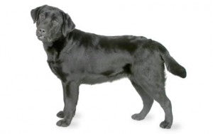 Labrador DNA Health Panel