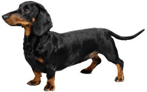 Miniature Short-Haired Dachshund DNA Health Panel