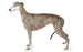 Foresight Health® Greyhound