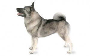 Foresight Health® Norwegian Elkhound