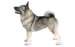 Foresight Health® Norwegian Elkhound