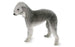 Foresight Health® Bedlington Terrier