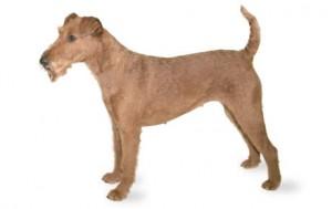 Foresight Health® Irish Terrier