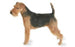 Foresight Health® Welsh Terrier