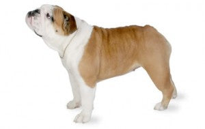 Bulldog