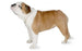 Foresight Health® Bulldog