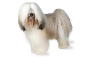 Foresight Health® Tibetan Terrier