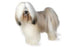 Foresight Health® Tibetan Terrier