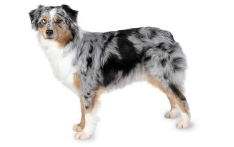 Australian Shepherd DNA Health Panel