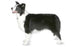 Foresight Health® Border Collie