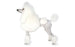 Foresight Health® Standard Poodle