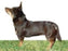 Foresight Health® Lancashire Heeler