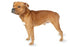 Foresight Health® Staffordshire Bull Terrier