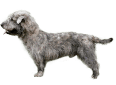 Glen of Imaal Terrier DNA Health Panel - The Pet Genetics Lab