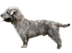 Foresight Health® Glen of Imaal Terrier