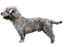 Foresight Health® Glen of Imaal Terrier