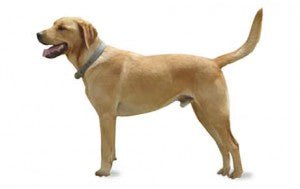 Goldador DNA Health Panel - The Pet Genetics Lab