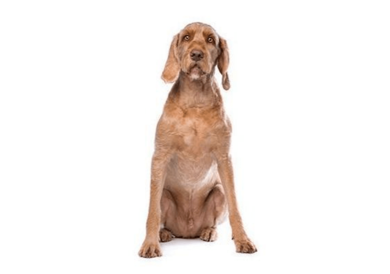 Hungarian Wire Haired Vizsla DNA Health Panel - The Pet Genetics Lab