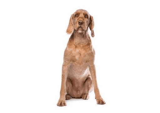 Hungarian Wire Haired Vizsla DNA Health Panel - The Pet Genetics Lab