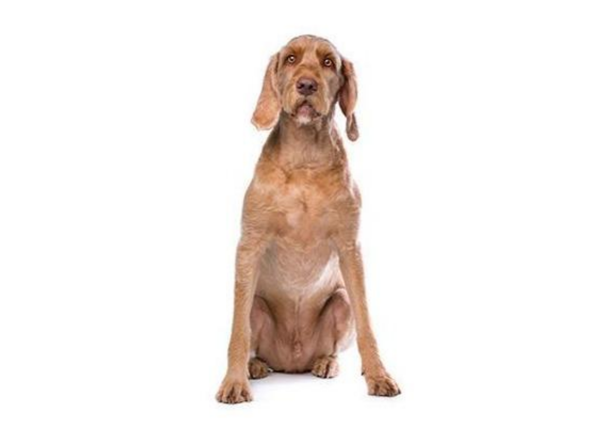 Foresight Health® Hungarian Wire Haired Vizsla