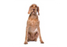 Foresight Health® Hungarian Wire Haired Vizsla