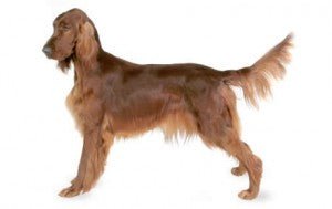 Irish Setter DNA Health Panel - The Pet Genetics Lab