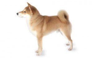 Japanese Shiba Inu DNA Health Panel - The Pet Genetics Lab
