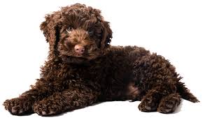 Foresight Health® Labradoodle