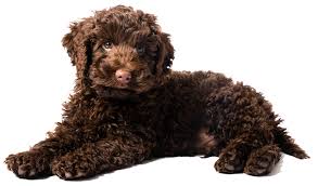 Labradoodle