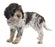 Foresight Health® Lagotto Romagnolo