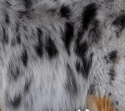 M - Locus (Merle) - The Pet Genetics Lab